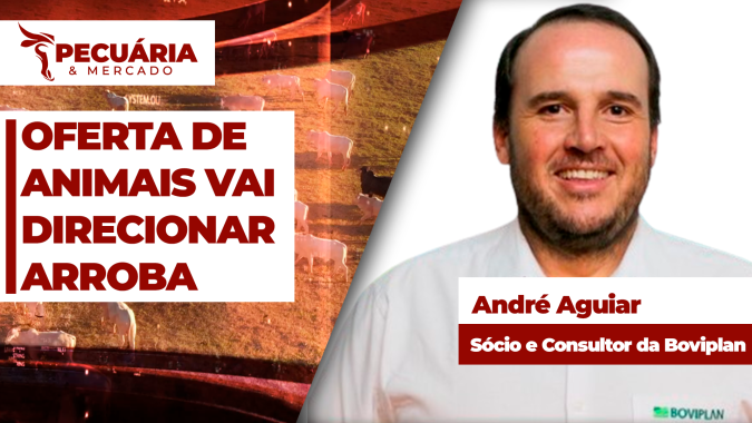 Cenário de menor oferta de animais vai direcionar preços da arroba já a partir de setembro
