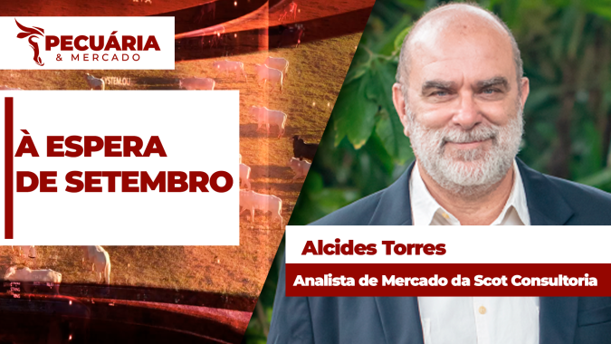 Alta da arroba deve ser retomada com a chegada de setembro, depois de uma semana marcada por pressão nos preços