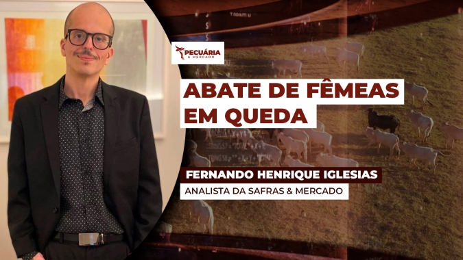 Abate de fêmeas recua quase 10% em janeiro, mas volume total de animais ainda é grande