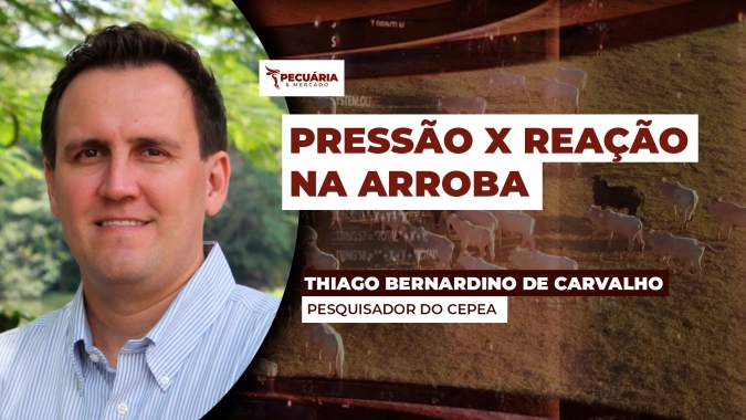 Futuro do boi na B3 reage e movimento deve chegar ao mercado físico em breve