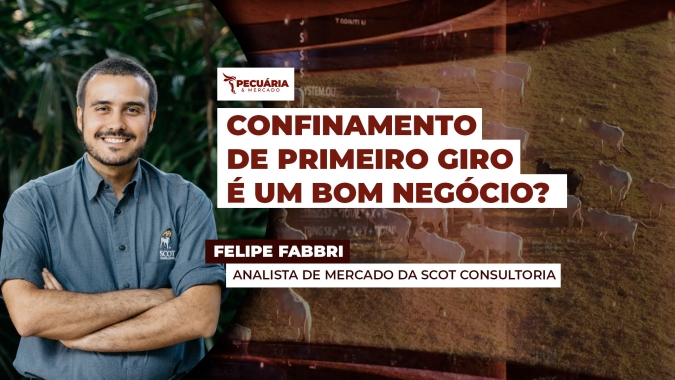 Primeiro giro de confinamento se mostra mais rentável que o CDI em SP e TO