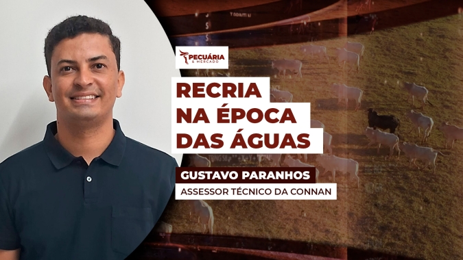 Época das águas impulsiona a recria do gado, mas exige atenção redobrada ao manejo