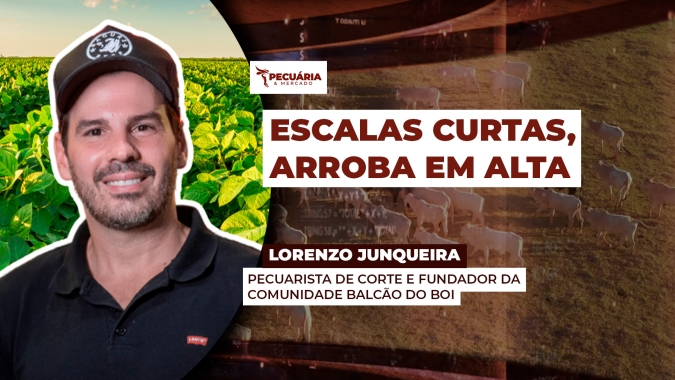 Alta da arroba é impulsionada pela redução da oferta e cenário de escassez deve persistir