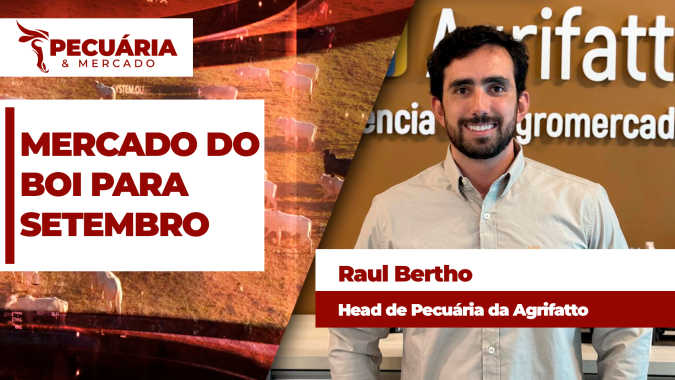 Mercado do boi gordo para setembro deve ser de preços sustentados para a @