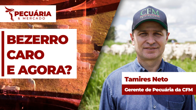 Estratégias para compra de bezerros em tempos de preços altos
