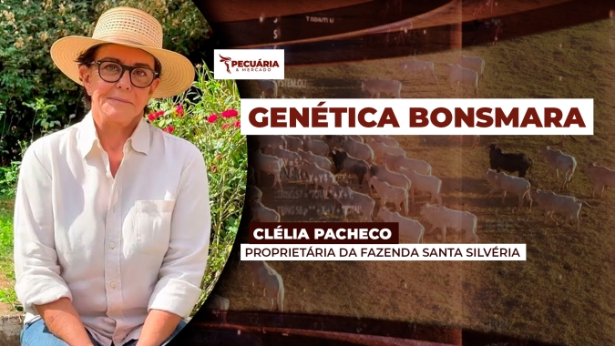 Seleção genética do Bonsmara potencializa características como adaptação, fertilidade e ganho de peso na desmama