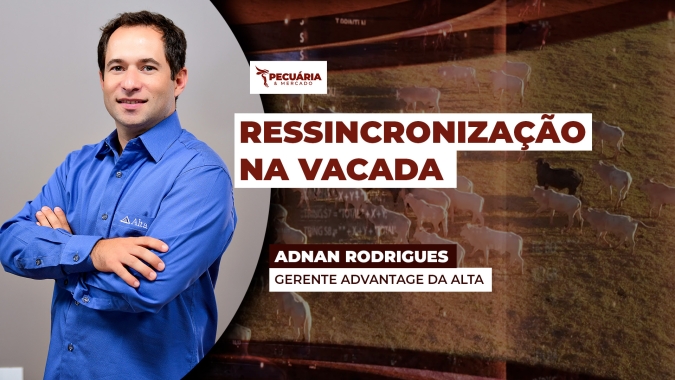 Estratégia eleva taxa de prenhez dentro da estação de monta e fortalece a produção de bezerros mais saudáveis