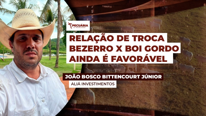 Oferta de bezerros na safra deste ano deve ser menor e mais disputada, alerta especialista