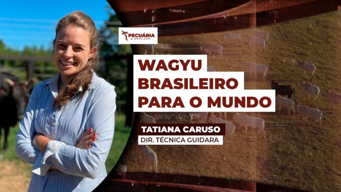 Conhecido por produzir a carne mais cara do mundo, o Wagyu tem ajudado a melhorar a qualidade do rebanho brasileiro