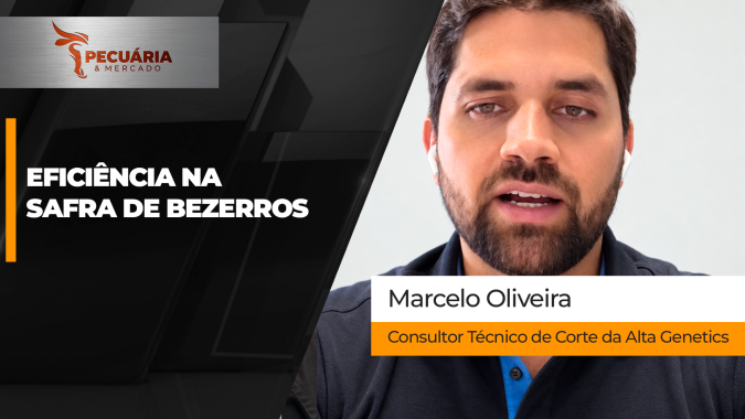 Planejamento antecipado da estação de monta pode definir eficiência dos bezerros