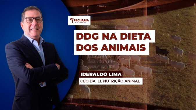 DDG como alternativa nutricional eficiente para todos as categorias animais de ruminantes a monogástricos
