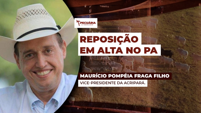 Bezerro já registra ágio de 30% no PA em  movimento que começou na metade de 2025