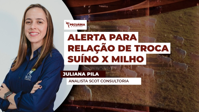 Mercado de suínos registra queda nas cotações em março, enquanto milho sobe rapidamente