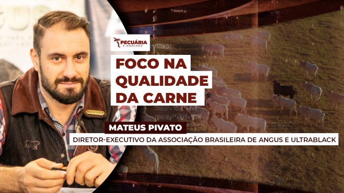 Angus e Ultrablack integrados à pecuária brasileira
