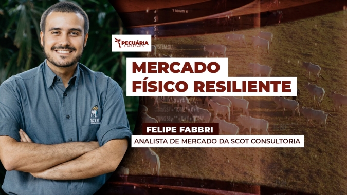 Mercado do boi físico mostra resiliência neste início de semana apesar da pressão nos futuros
