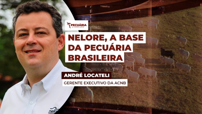 Nelore compõe 80% do rebanho bovino brasileiro e tem passado por uma revolução genética