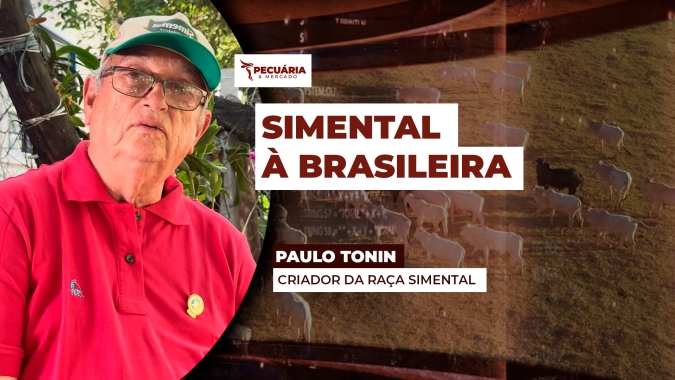 Raça europeia tem genética ajustada às condições tropicais e às demandas do pecuarista