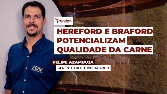 Entenda como as raças Hereford e Braford  têm ajudado a potencializar a qualidade da carne produzida no Brasil