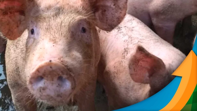 Laboratório Federal em MG está apto a diagnosticar Peste Suína Africana