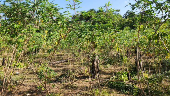Praga quarentenária da mandioca é detectada pela primeira vez no Brasil no norte do estado do Amapá