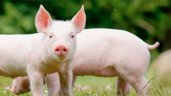 Sanidade e comércio: acordo Reino Unido-UE acende alerta para biossegurança na suinocultura na europa