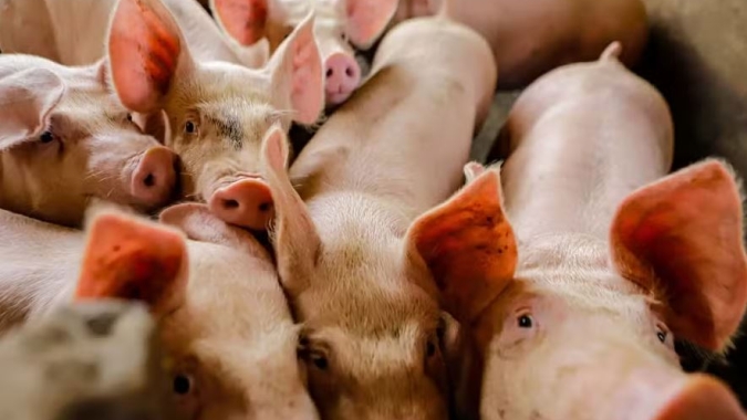 Suinocultores de MG: suíno vivo a R$ 5,30 contra custo de R$ 6,20