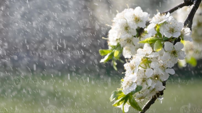 Primavera chega sob El Niño forte: o que esperar da próxima estação