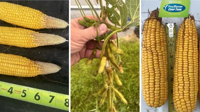Pro Farmer: lavouras de Illinois decepcionam, enquanto milho de Iowa mostra potencial; doenças avançam na soja