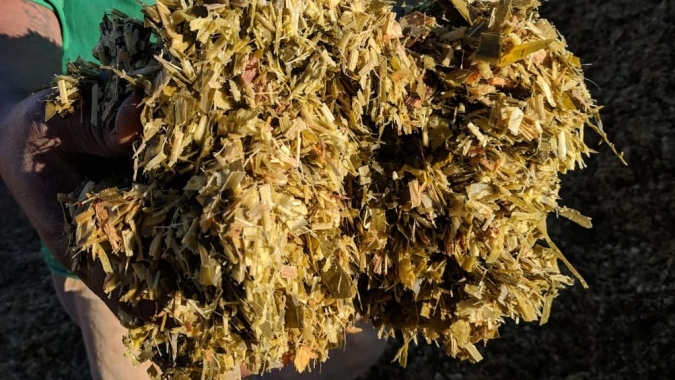 Com baixo custo e rentável em período de estiagem, produção de capiaçu é referência para produtores de Mato Grosso