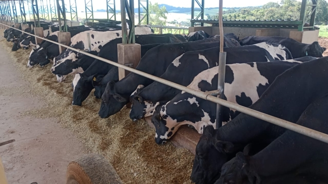 Crise no setor leiteiro acelerou concentração em produtores de grande escala, apontam especialistas