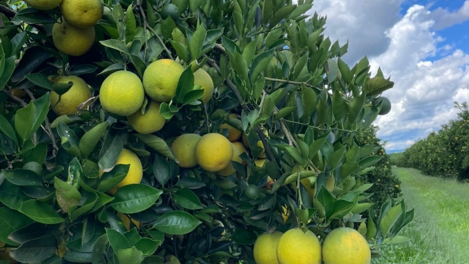 Laranja: Colheita da safra 2021/22 segue atrasada e SP terá janela sem fruta para ofertar