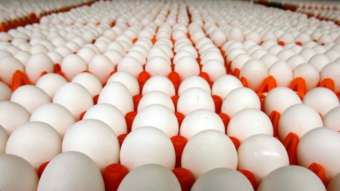 Mercado dos ovos tem preços sustentados com oferta limitada e demanda equilibrada, por enquanto, mas pode haver reajuste para baixo