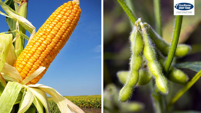 Pro Farmer registra menores produtividades de soja e milho no oeste e leste do Corn Belt