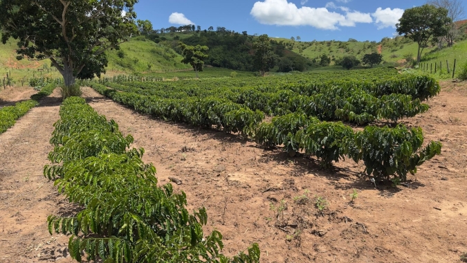 Demanda por café solúvel impulsiona avanço do conilon em Minas Gerais