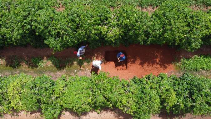 Práticas sustentáveis podem beneficiar cafeicultores que buscam por crédito