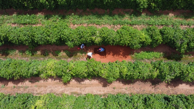 Mapa encerra 2023 com 90 produtos de baixo impacto registrados