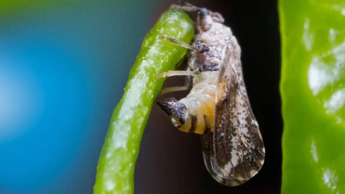 Rio Grande do Sul registra primeiros casos de greening em plantas cítricas