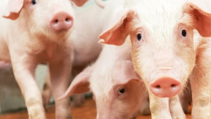 Após décadas produzindo suínos, grupos tradicionais do Rio Grande do Sul estreiam no abate