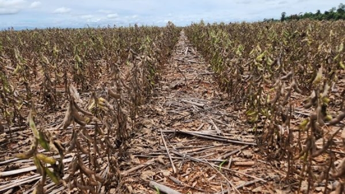 Quebra Recorde: Aprosoja pede prorrogação de dívidas a produtores do Paraná