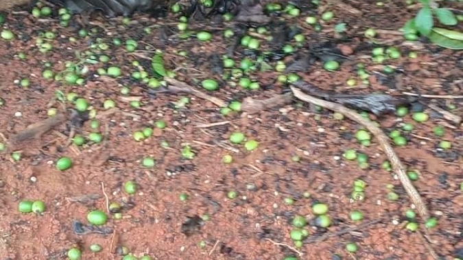 Café em NY explode, sobe até 7% em reflexo às adversidades climáticas no BR ameaçando safra 24/25 do BR