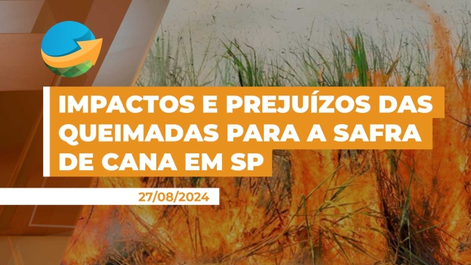 Próximas safras de cana-de-açúcar de SP continuarão a sentir impactos e prejuízos dos incêndios dos últimos dias