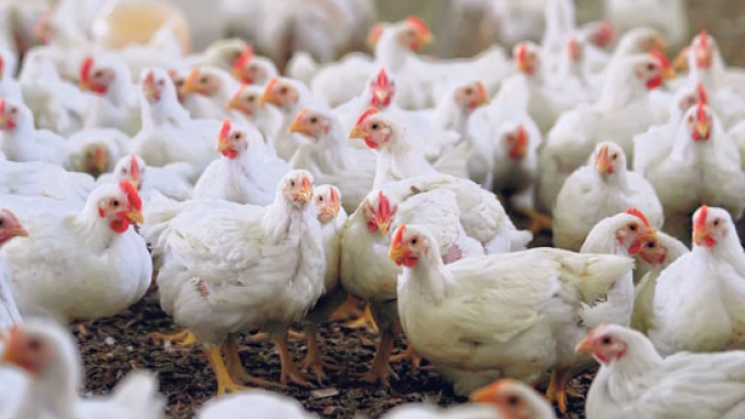 Avicultura na Ucrânia: empresa anuncia €300 milhões para expansão produtiva e projeto de biometano