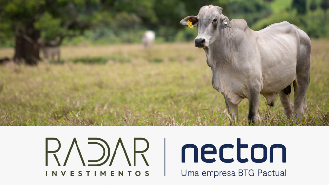 Radar Investimentos: Contratos para o boi com vencimento em janeiro e fevereiro apresentaram ligeiras altas ontem