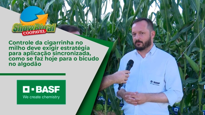 Controle da cigarrinha no milho deve exigir estratégia para aplicação sincronizada, como se faz hoje para o bicudo no algodão