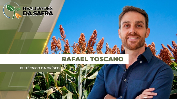 Sorgo avança no calendário agrícola e, com liquidez maior, é importante alternativa para 2ª safra