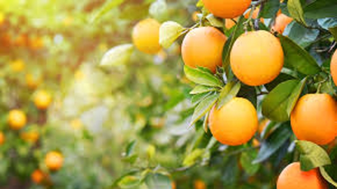 Citros/Cepea: Preço da laranja pera deve seguir firme em julho
