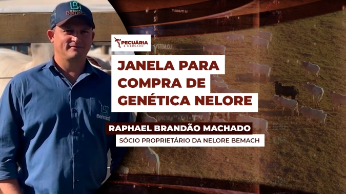 Melhor janela de compra de genética Nelore e reposição termina vai até julho