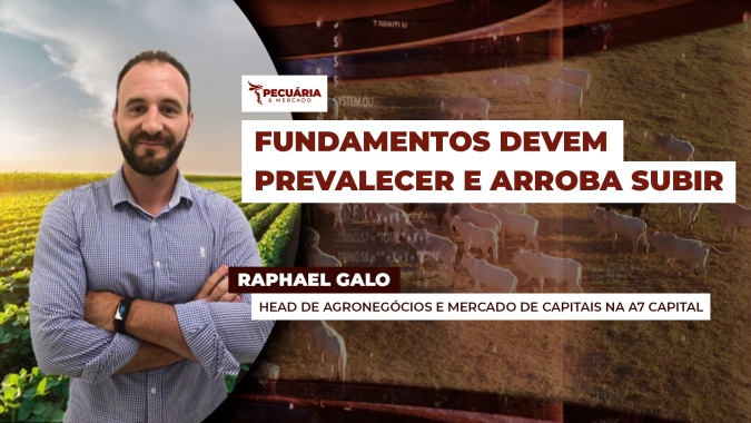 Mercado futuro do boi na B3 já perdeu quase 40 reais, mas cenário de alta para o final do ano segue no radar
