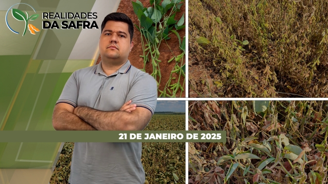 Colheita da soja avança lentamente em Tapurah/MT, enquanto São Borja/RS já perdeu metade da produção