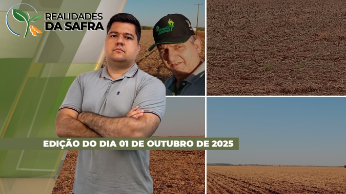 Plantio do milho verão avança pelo Brasil e já foi concluído em Pato Branco/PR